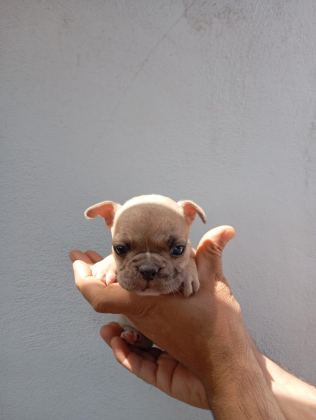 LİLAC FAWN FRENCH BULLDOG YAVRULARIMIZ