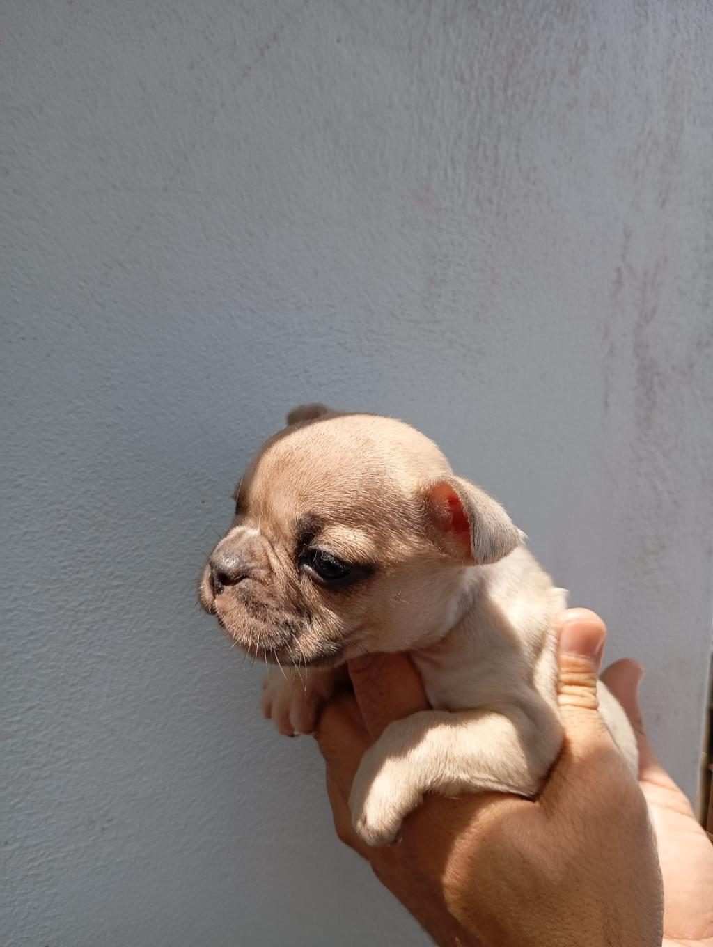 LİLAC FAWN FRENCH BULLDOG YAVRULARIMIZ
