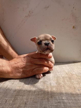 LİLAC FAWN FRENCH BULLDOG YAVRULARIMIZ