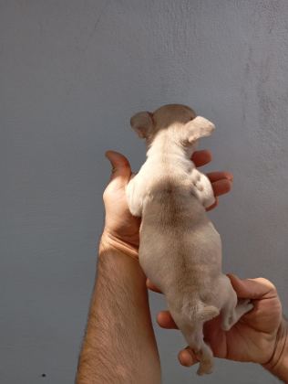 LİLAC FAWN FRENCH BULLDOG YAVRULARIMIZ