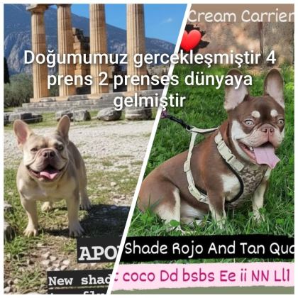 A KALİTE FRENCH BULLDOG