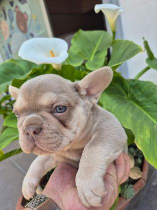 A KALİTE FRENCH BULLDOG