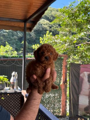 IRK VE SAĞLIK GARANTİLİ POODLE YAVRULAR