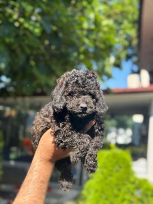 IRK VE SAĞLIK GARANTİLİ POODLE YAVRULAR