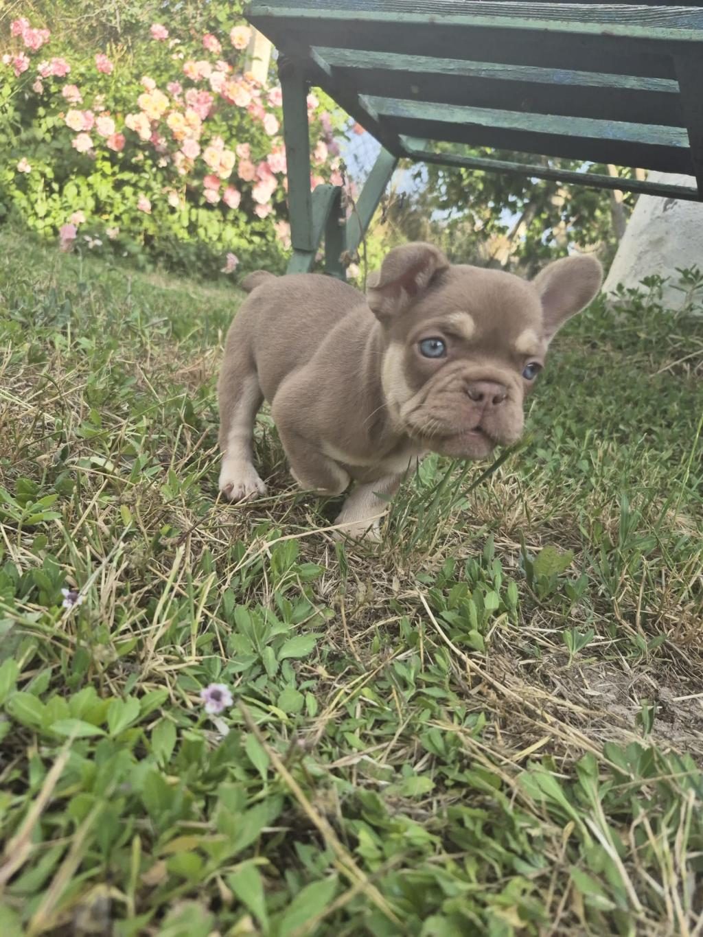 A KALİTE FRENCH BULLDOG