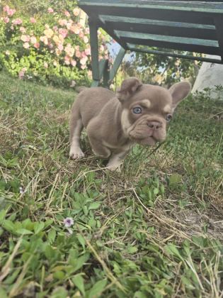 A KALİTE FRENCH BULLDOG