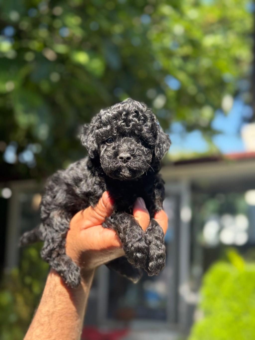 IRK VE SAĞLIK GARANTİLİ POODLE YAVRULAR