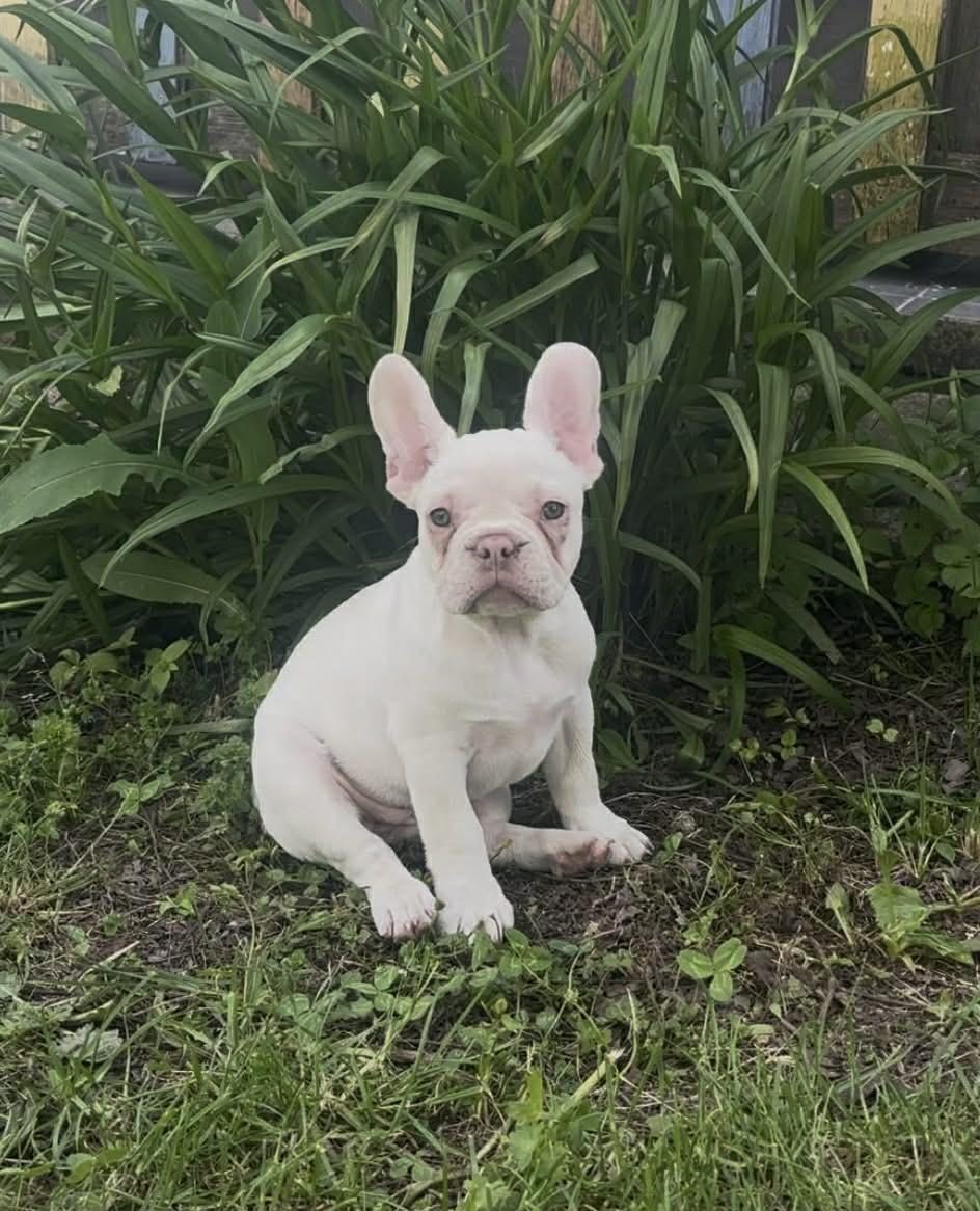 LİLAC PLATİNİUM KREM RENK DİŞİ FRENCH BULLDOG