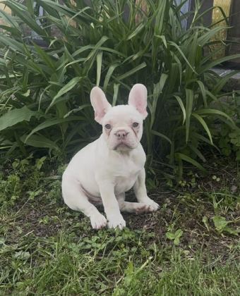 LİLAC PLATİNİUM KREM RENK DİŞİ FRENCH BULLDOG