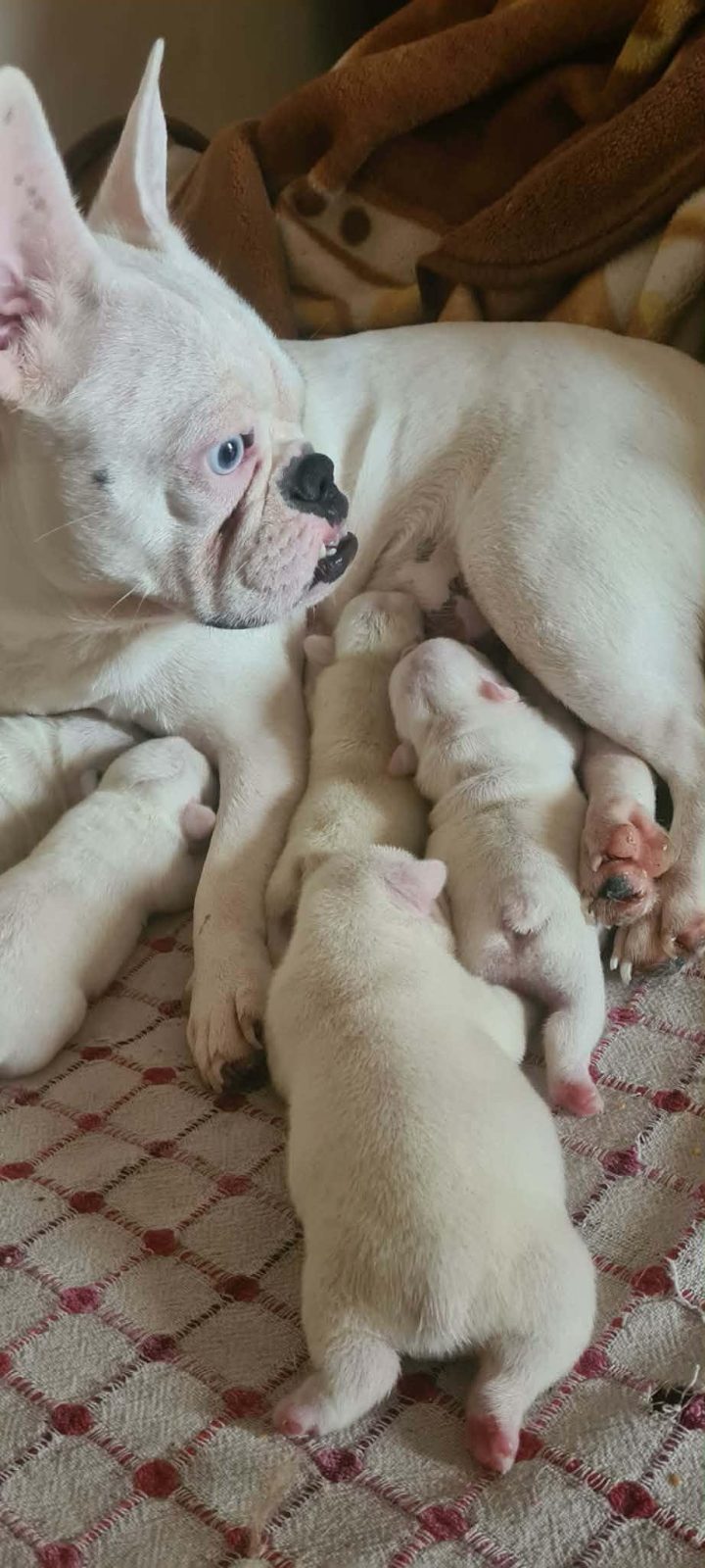 3 HAZİRAN DOĞUMLU BEYAZ MAVİ GÖZ FRENCH BULLDOG