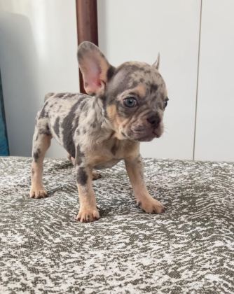 EV BAKIMI FRENCH BULLDOG YAVRULARIM