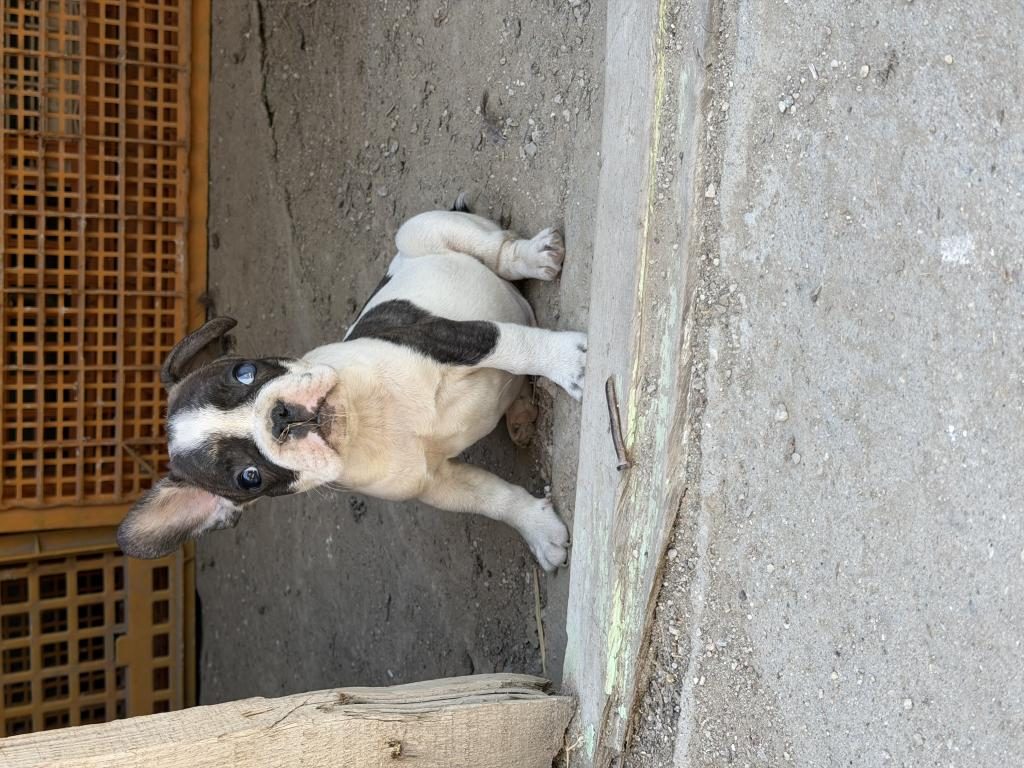 ERKEK FRENCH BULLDOG YAVRUSU