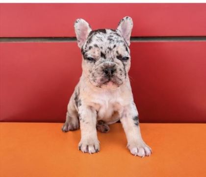 EGZOTİK RENK FRENCH BULLDOG BEBEKLER