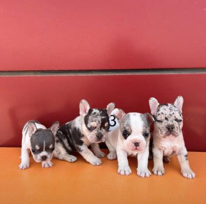 EGZOTİK RENK FRENCH BULLDOG BEBEKLER