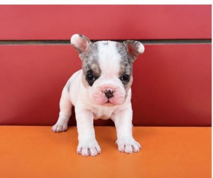 EGZOTİK RENK FRENCH BULLDOG BEBEKLER