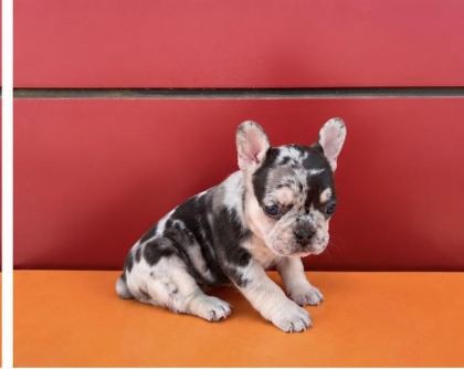 EGZOTİK RENK FRENCH BULLDOG BEBEKLER