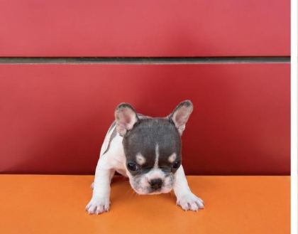 EGZOTİK RENK FRENCH BULLDOG BEBEKLER