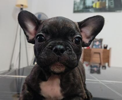 A KALİTE ŞECERELİ YAVRU FRENCH BULLDOG