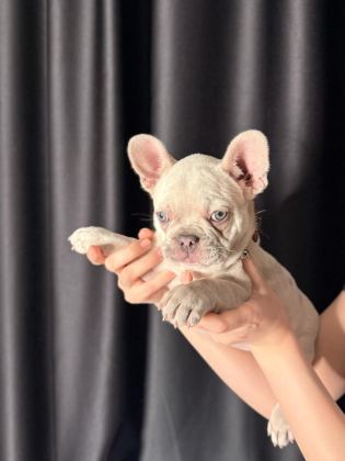 71 GÜNLÜK SAFKAN FRENCH BULLDOG BEBEK