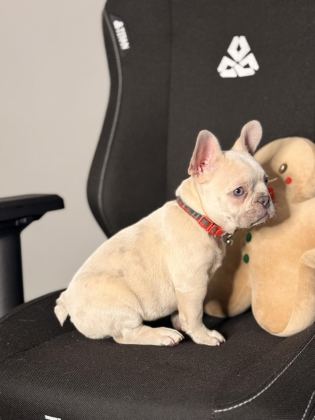 71 GÜNLÜK SAFKAN FRENCH BULLDOG BEBEK