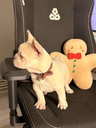 71 GÜNLÜK SAFKAN FRENCH BULLDOG BEBEK