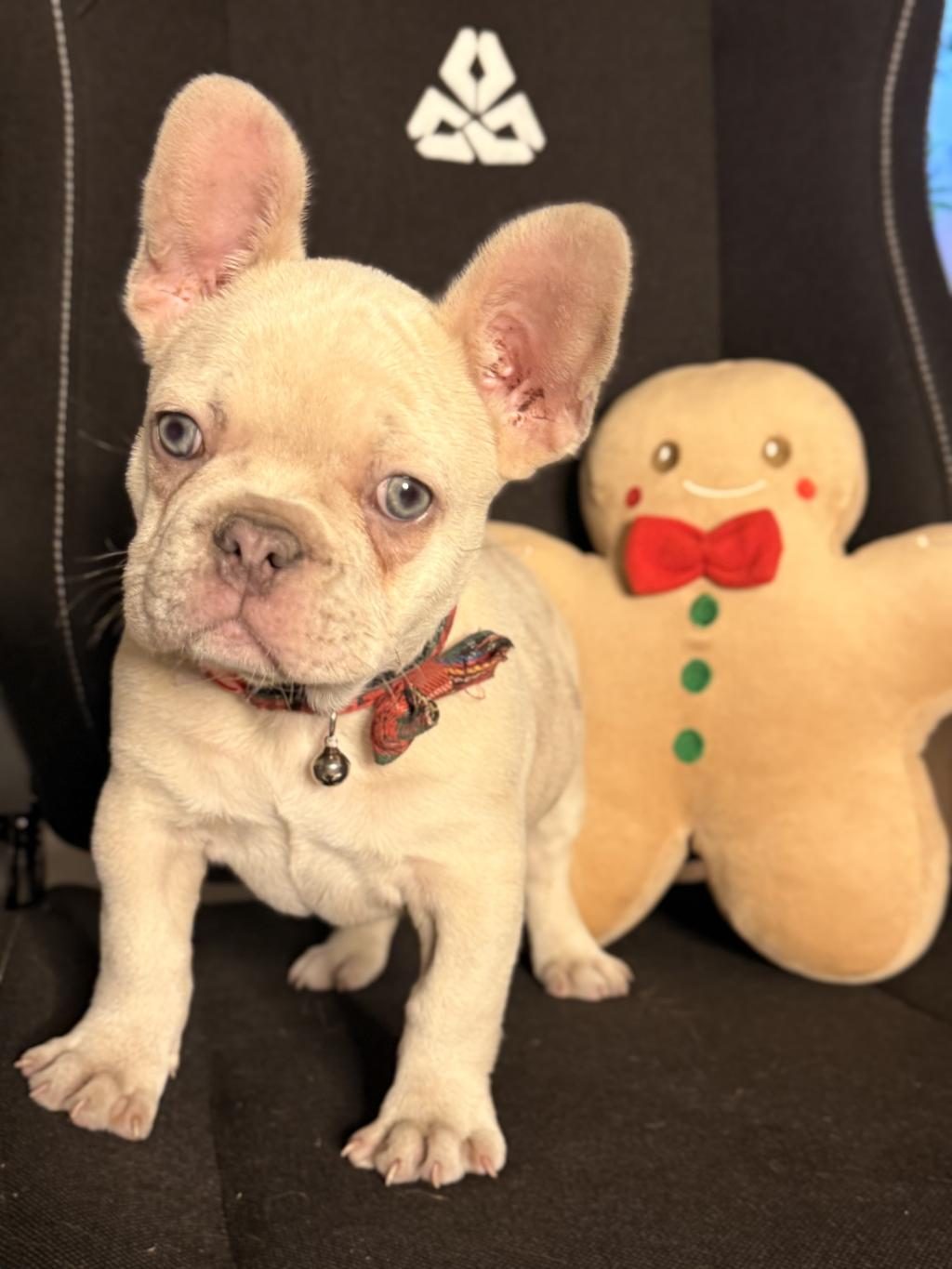 71 GÜNLÜK SAFKAN FRENCH BULLDOG BEBEK