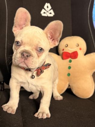 71 GÜNLÜK SAFKAN FRENCH BULLDOG BEBEK
