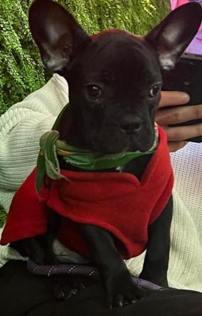 YAVRU FRENCH BULLDOG