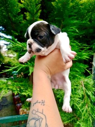 BİRBİRİNDEN SEVİMLİ VE ŞİRİN FRENCH BULLDOG YAVRULARIMIZ