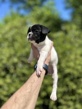 SEVİMLİ VE MASKELİ FRENCH BULLDOG YAVRULARIM