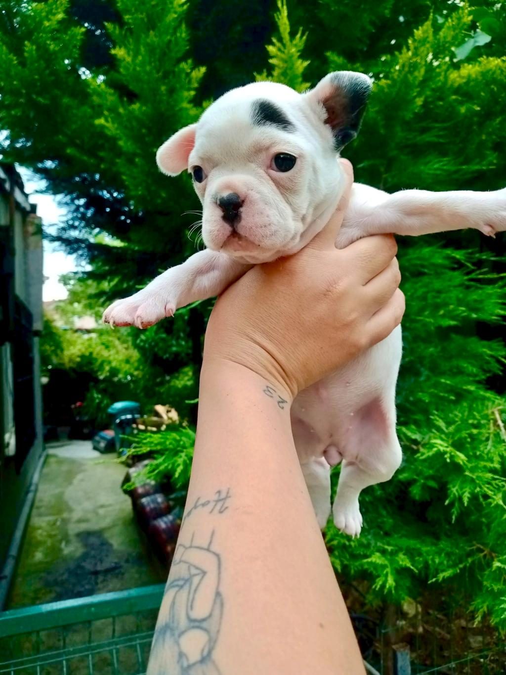 BİRBİRİNDEN SEVİMLİ VE ŞİRİN FRENCH BULLDOG YAVRULARIMIZ