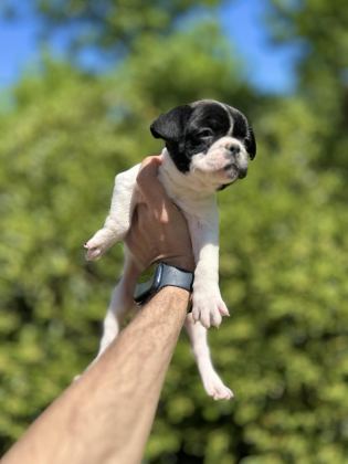 SEVİMLİ VE MASKELİ FRENCH BULLDOG YAVRULARIM