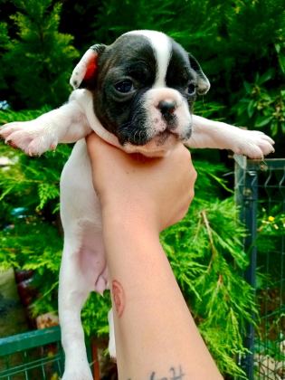BİRBİRİNDEN SEVİMLİ VE ŞİRİN FRENCH BULLDOG YAVRULARIMIZ