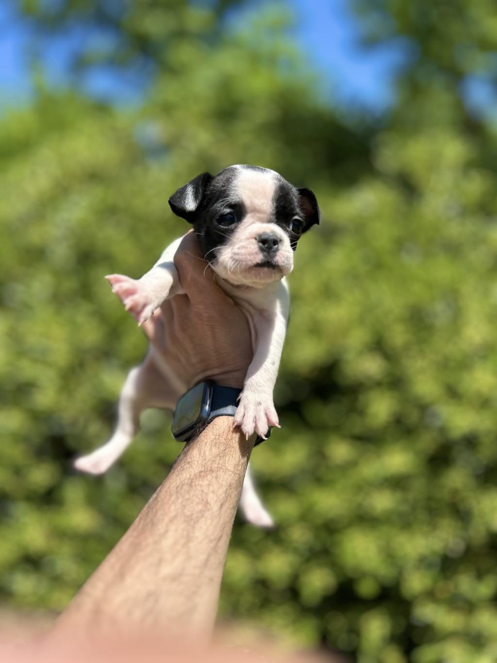 SEVİMLİ VE MASKELİ FRENCH BULLDOG YAVRULARIM