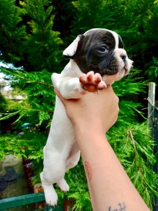 BİRBİRİNDEN SEVİMLİ VE ŞİRİN FRENCH BULLDOG YAVRULARIMIZ
