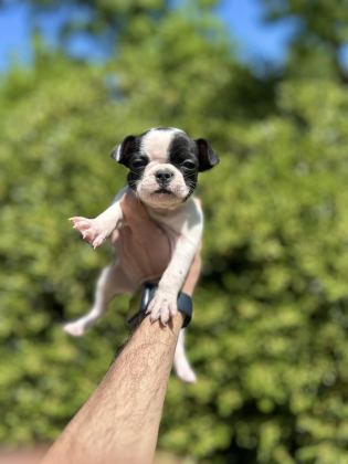SEVİMLİ VE MASKELİ FRENCH BULLDOG YAVRULARIM