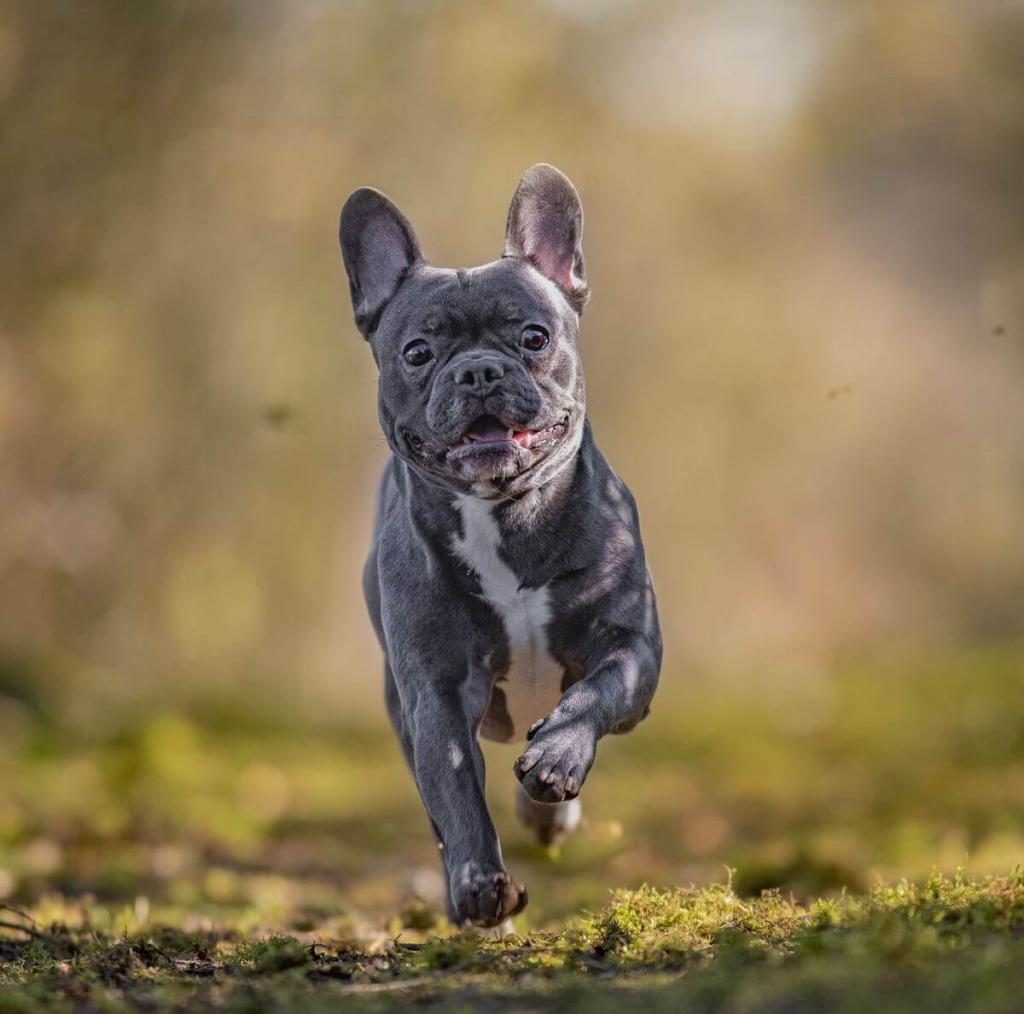 YAVRU FRANSIZ BULLDOG