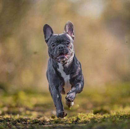 YAVRU FRANSIZ BULLDOG