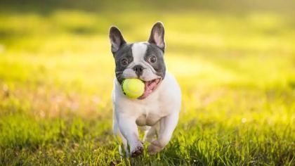 YAVRU FRANSIZ BULLDOG