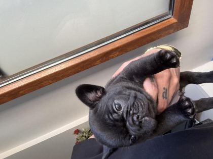 MERLE FRENCH BULLDOG