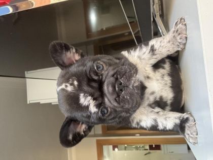 MERLE FRENCH BULLDOG