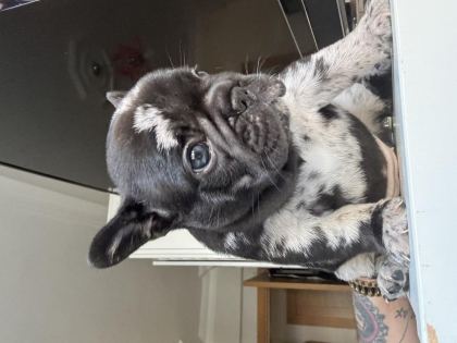 MERLE FRENCH BULLDOG