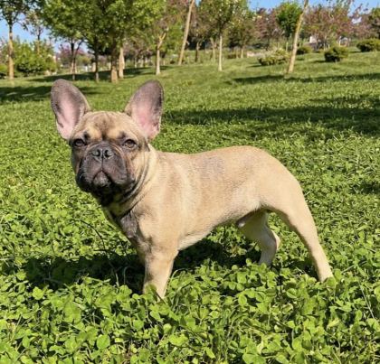 AŞILI ISABELLA VE FLUFFY TAŞIYICI ERKEK FRENCH BULLDOG