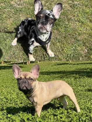 AŞILI ISABELLA VE FLUFFY TAŞIYICI ERKEK FRENCH BULLDOG