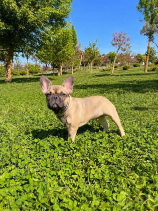 AŞILI EXOTİC RENKLERİ TAŞIYICI ERKEK FRENCH BULLDOG YAVRUMUZ