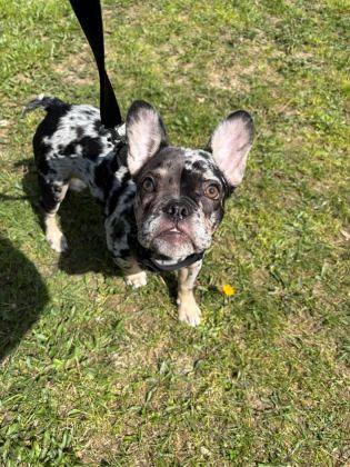 AŞILI ISABELLA VE FLUFFY TAŞIYICI ERKEK FRENCH BULLDOG