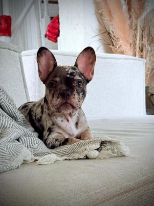 AŞILI ISABELLA VE FLUFFY TAŞIYICI ERKEK FRENCH BULLDOG