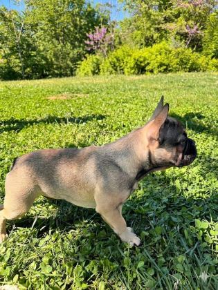 AŞILI EXOTİC RENKLERİ TAŞIYICI ERKEK FRENCH BULLDOG YAVRUMUZ