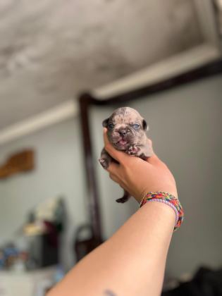 EGZOTİK FRENCH BULLDOG BEBEKLERİMİZ