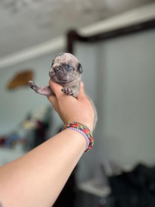 EGZOTİK FRENCH BULLDOG BEBEKLERİMİZ